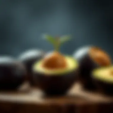 Magnificent Starting an Avocado Seed: A Comprehensive Guide Magnificent Starting an Avocado Seed: A Comprehensive Guide
