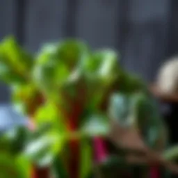 Vibrant Swiss chard leaves showcasing their rich colors