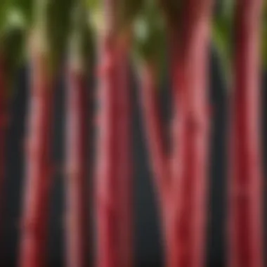 Close-up of rhubarb stalks ready for harvest