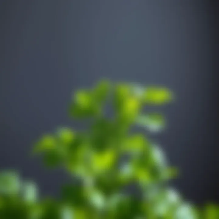 Fresh cilantro leaves showcasing their vibrant green color