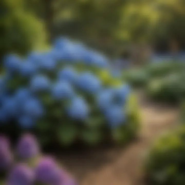 Garden setting with hydrangeas in full bloom