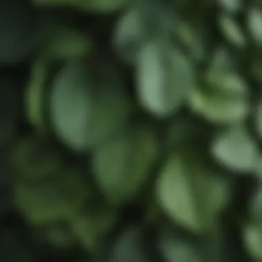 Close-up of hydrangea leaves showing signs of pests