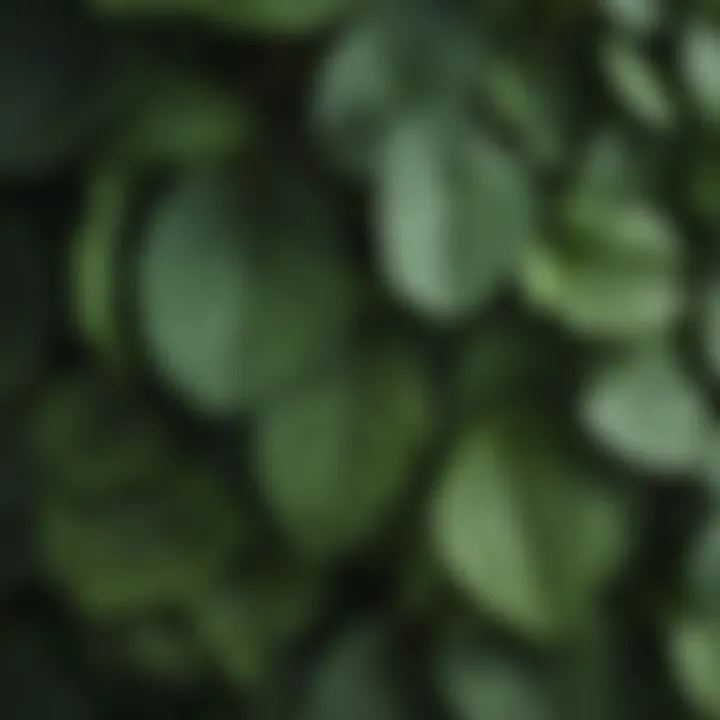 Close-up of hydrangea leaves showing signs of pests