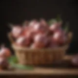 Fresh shallots in a rustic basket