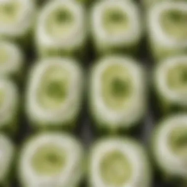 Cucumber Rolls with Cream Cheese Close-up of a delicate cucumber and cream cheese roll, garnished with fresh dill.