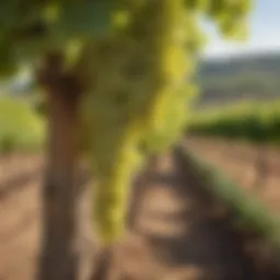 A picturesque vineyard showcasing Chardonnay grapes under sunlight