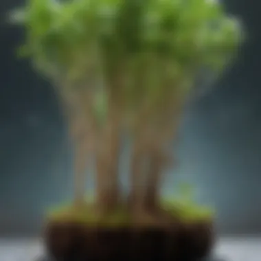 Close-up of hydroponic roots in the Aerogarden