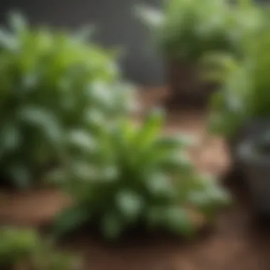 A close-up of lush green basil and rosemary thriving in a stylish herb garden setup.