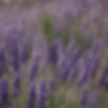 Close-up of lavender flowers, renowned for their calming properties