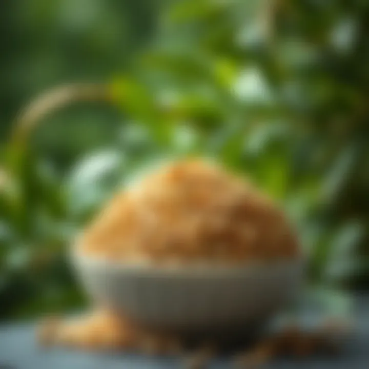Nutritious Grains: Fueling Your Body the Right Way Healthy grains with a backdrop of lush greenery
