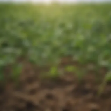 Close-up of soya bean plants in a lush green field, highlighting their natural origin.