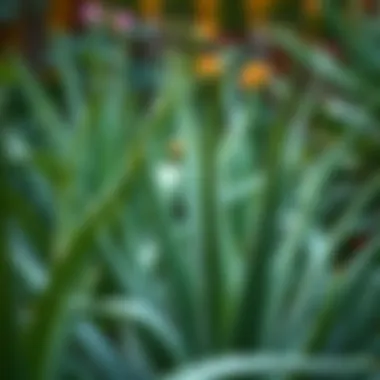Aloe vera plants growing in a lush garden setting