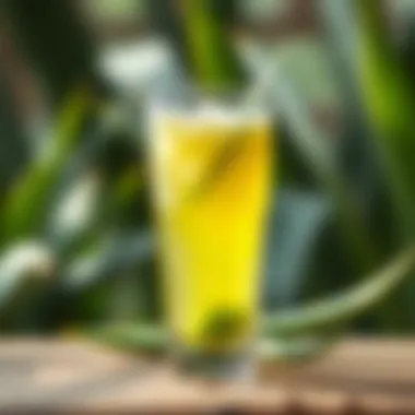 A refreshing glass of freshly extracted aloe vera juice with a backdrop of nature