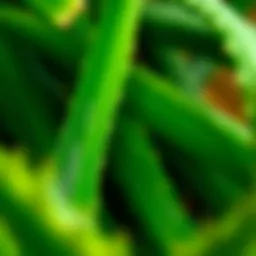Fresh aloe vera leaves showcasing their vibrant green color and texture