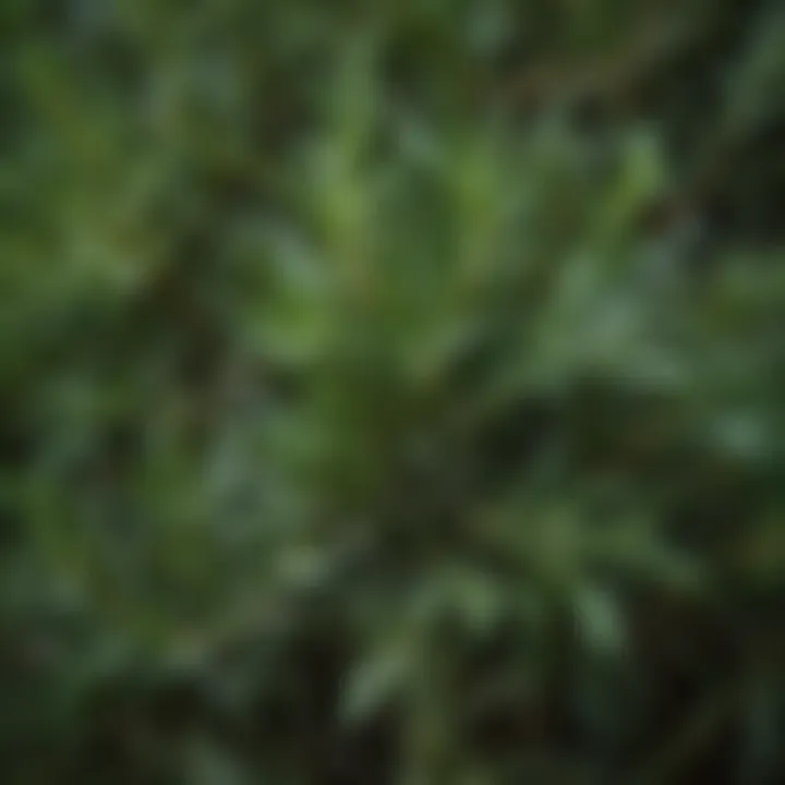 A close-up of rosemary leaves showcasing their vibrant green color and texture.