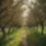 A picturesque orchard showcasing a variety of Swedish apple trees in full bloom.