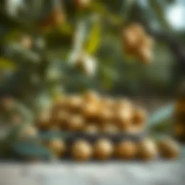 Fresh olives harvested from sunlit groves