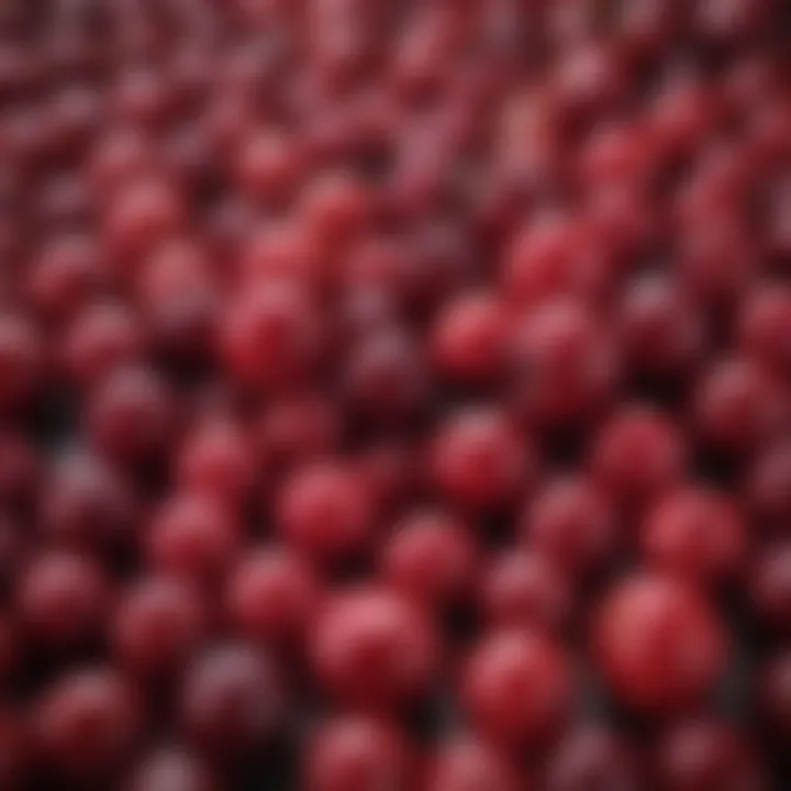 Close-up of cranberries showcasing their rich color and texture