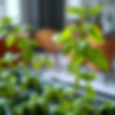 Basil: A Must-Have Indoor Herb Fresh basil leaves thriving indoors