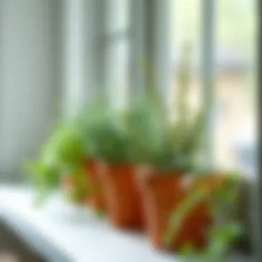 Thyme: Ideal for Indoor Spaces Beautifully arranged pots of thyme on a windowsill