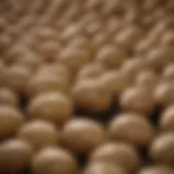 Close-up view of high-quality seed potatoes ready for planting