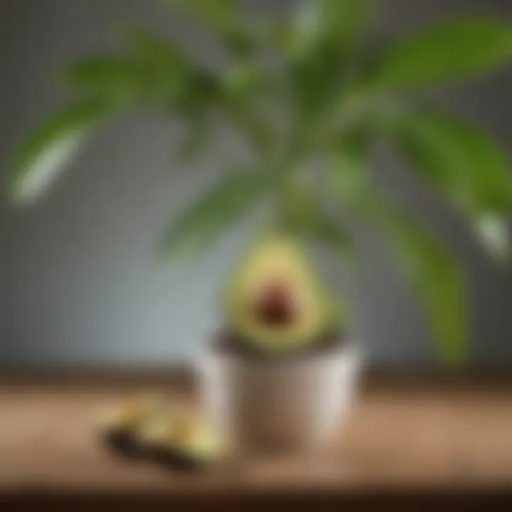 A vibrant avocado plant with lush green leaves, thriving in natural light.