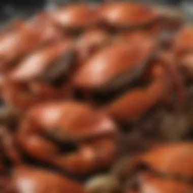 Fresh Crabs for Steaming Fresh crabs ready for steaming