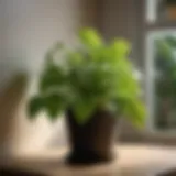 Lush green pothos plant thriving in a dimly lit corner