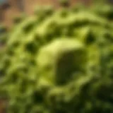 A vibrant close-up of matcha powder showcasing its texture and color.