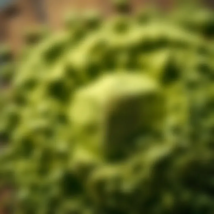 Matcha Powder Unveiled A vibrant close-up of matcha powder showcasing its texture and color.
