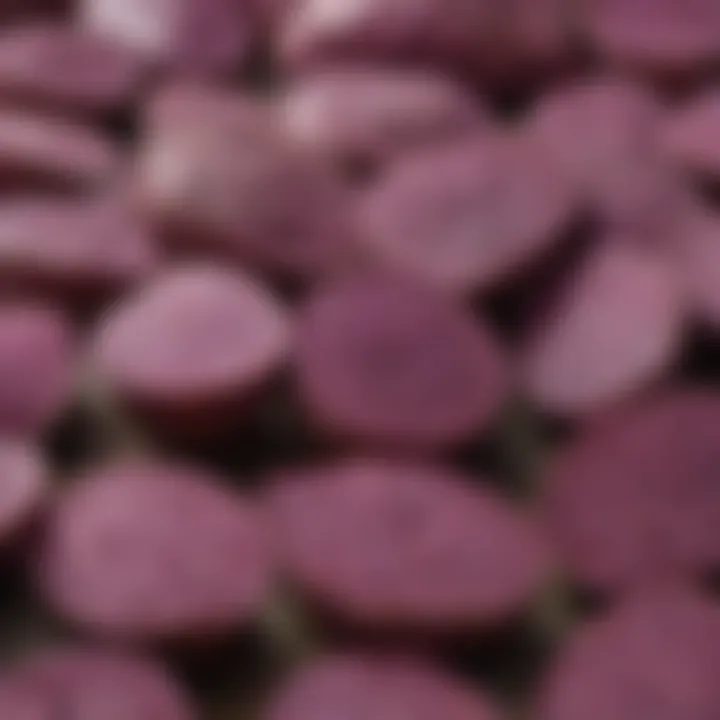 Close-up of Okinawa purple sweet potato seeds