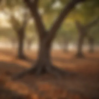 A landscape view of a pecan orchard at sunset