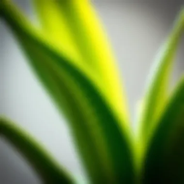 The Resilient Snake Plant: A Natural Air Purifier Close-up of a snake plant with vibrant green leaves