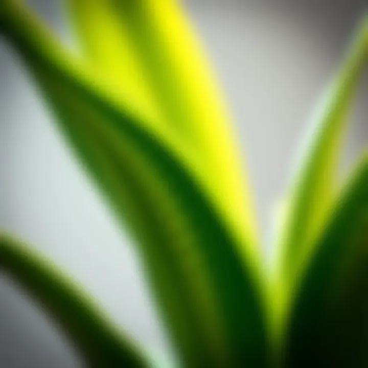 The Resilient Snake Plant: A Natural Air Purifier Close-up of a snake plant with vibrant green leaves