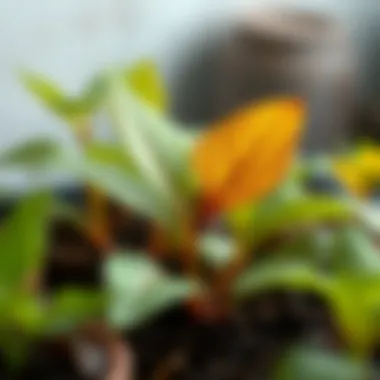 Common Causes of Plant Distress Infographic illustrating common causes of plant distress