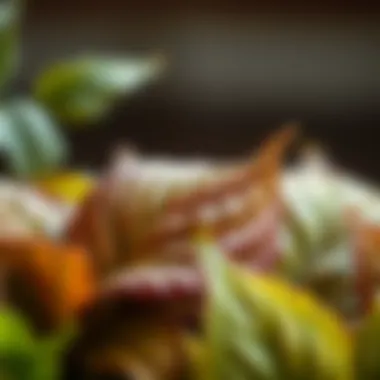 Close-up of Distressed Foliage Close-up of distressed foliage showing brown leaves