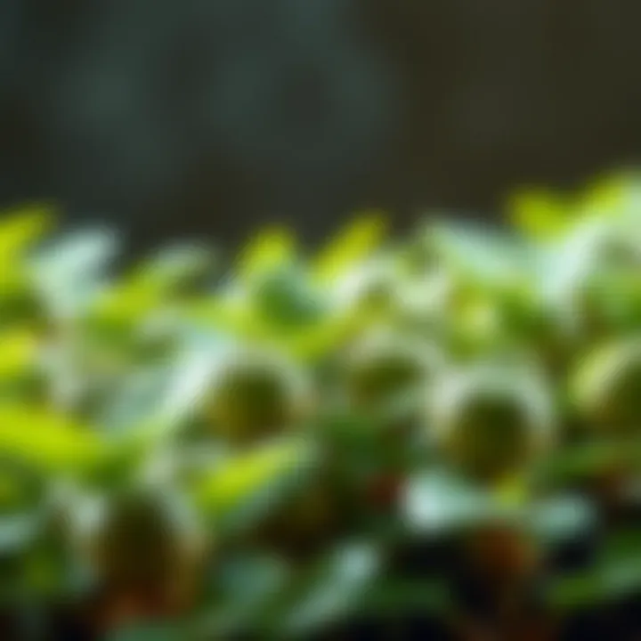 Healthy Plants with Vibrant Leaves Healthy plants thriving with vibrant green leaves