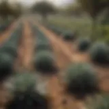 A lush agave field with mature plants basking in the sun