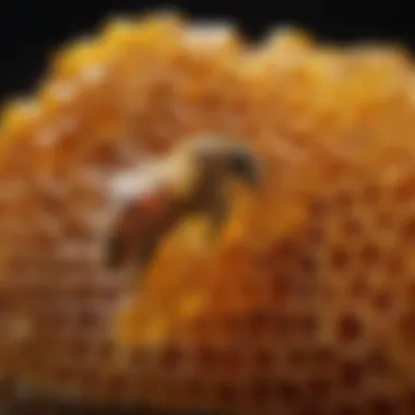 Close-up of honeycomb with glistening golden honey dripping.