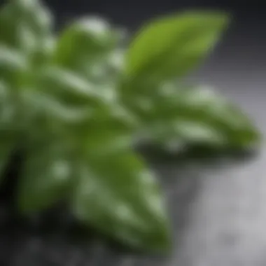 Close-up of fresh basil leaves with water droplets.