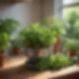 A vibrant indoor herb garden featuring basil, parsley, and mint.