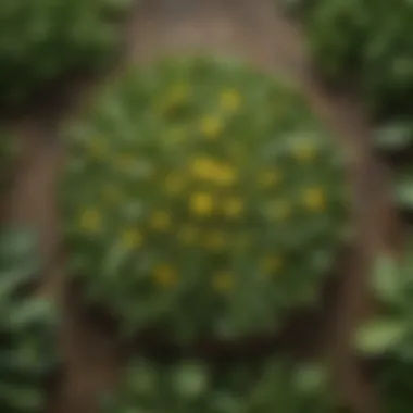 Illustration of the environmental benefits of dandelion greens, including a thriving garden ecosystem and sustainability.