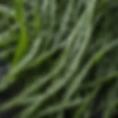 A close-up of freshly harvested dandelion greens with dew drops, emphasizing their freshness and nutritional value.