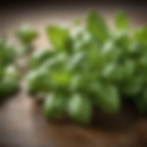 Fresh basil leaves showcasing vibrant green color