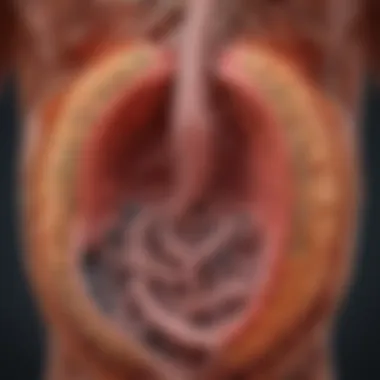 Illustration of the digestive tract highlighting fiber's effects.