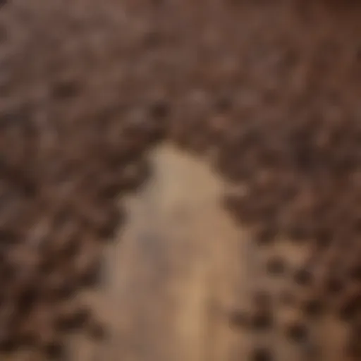 A close-up of dark roasted coffee beans and rich chocolate chips intermingled on a rustic wooden surface.