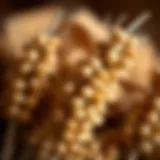 Barley Grains: A Key Ingredient in Gluten-Free Beer A close-up of barley grains used in gluten-free brewing