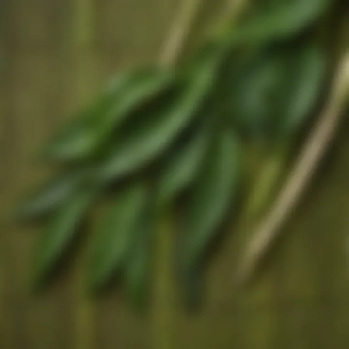 Close-up of high-quality matcha leaves on a bamboo mat